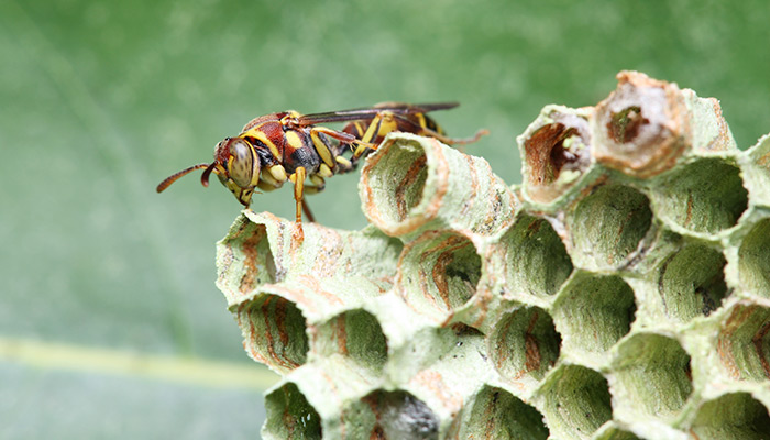 Melbourne FL Wasp & Bee Control